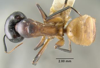 Media type: image;   Entomology 21450 Aspect: habitus dorsal view